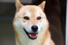 松寿苑求人